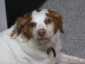 Dolly Dr. Garrett's Brittany Spaniel